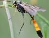 Hellwigia obscura